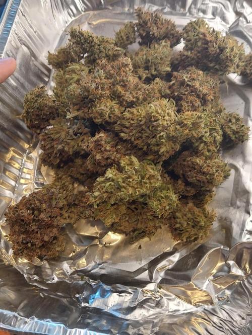 600W Grow - Runtz Automatic. Week 11