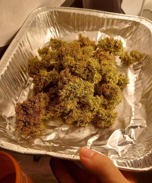 600W Grow - Runtz Automatic. Week 11