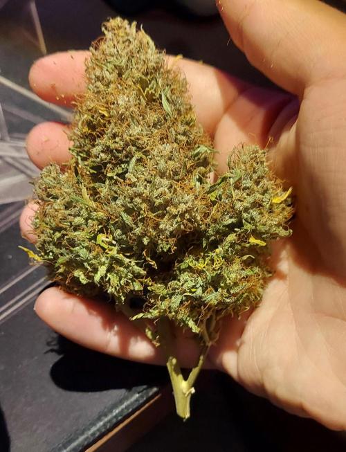 600W Grow - Runtz Automatic. Week 11