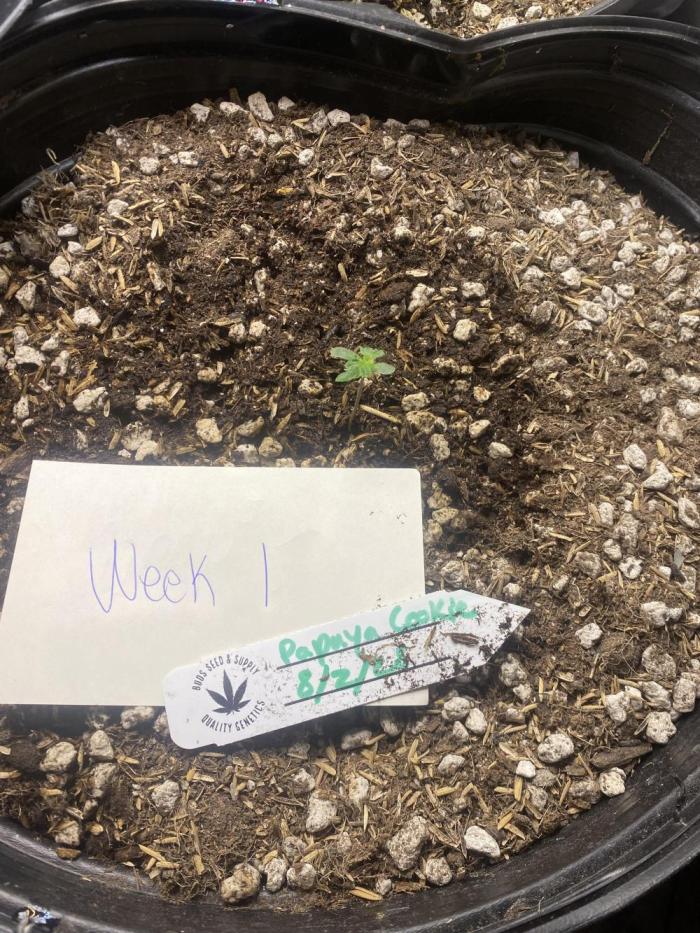 Papaya Cookies. Week 0