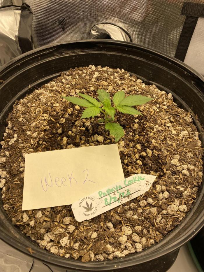 Papaya Cookies. Week 2