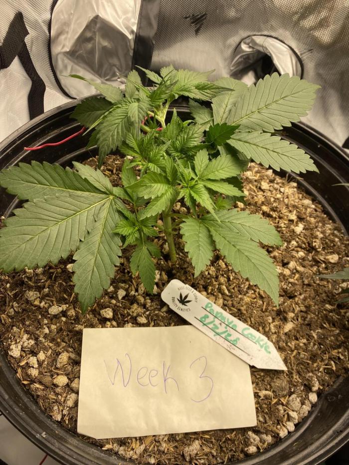 Papaya Cookies. Week 3