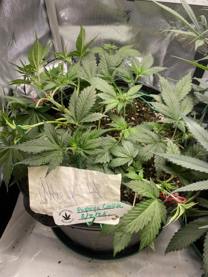 Papaya Cookies. Week 4