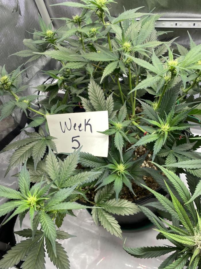 Papaya Cookies. Week 5