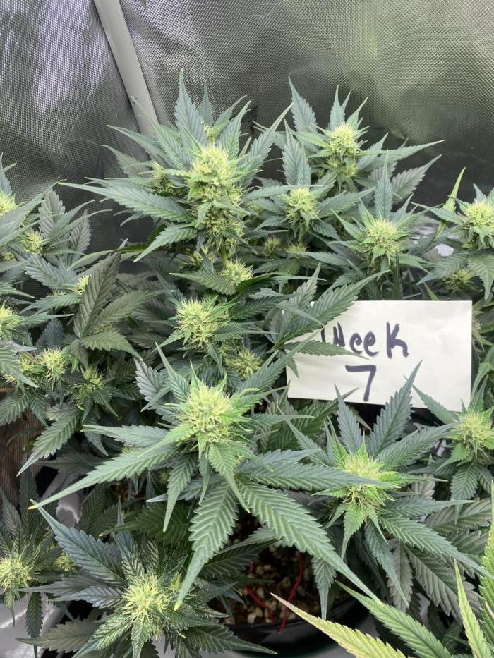 Papaya Cookies. Week 7