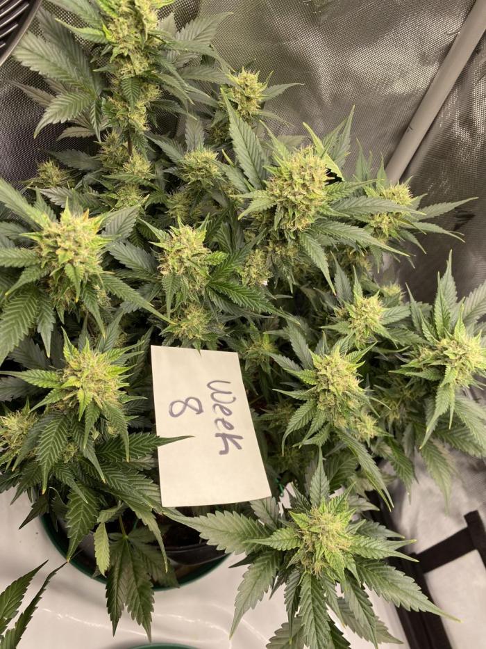 Papaya Cookies. Week 8