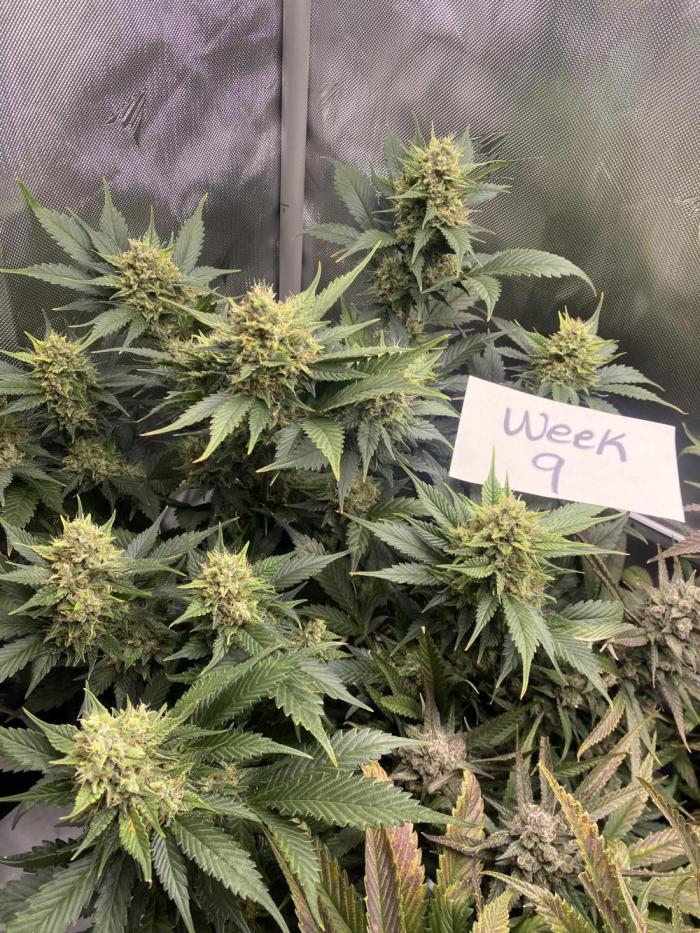 Papaya Cookies. Week 9