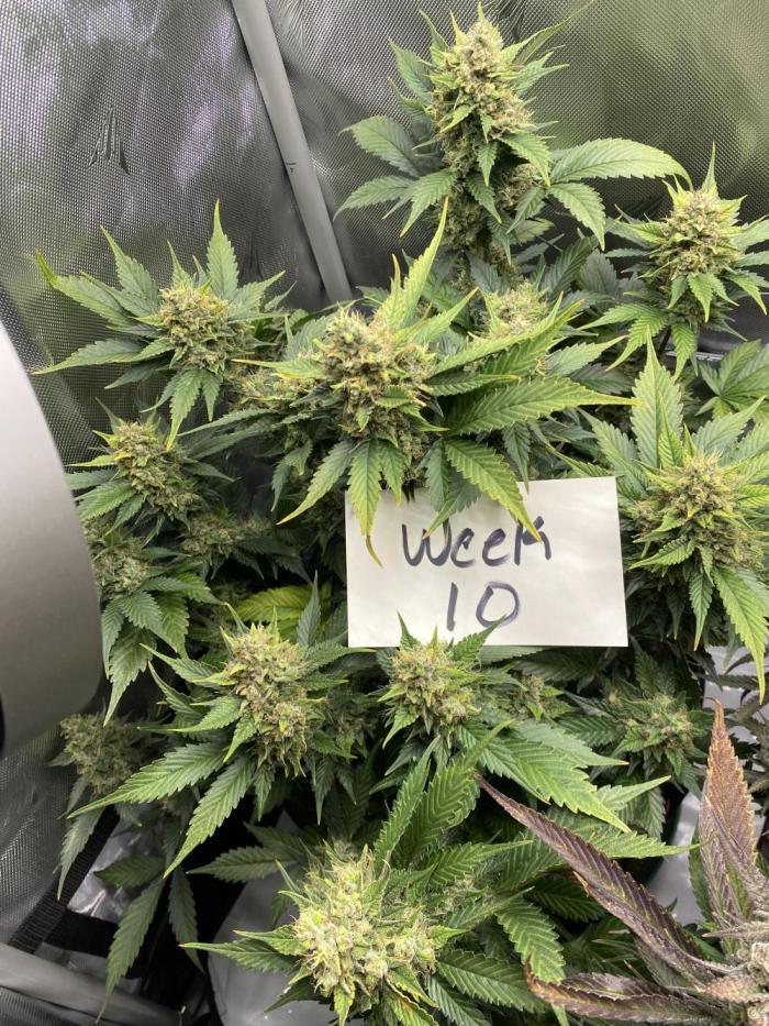 Papaya Cookies. Week 10