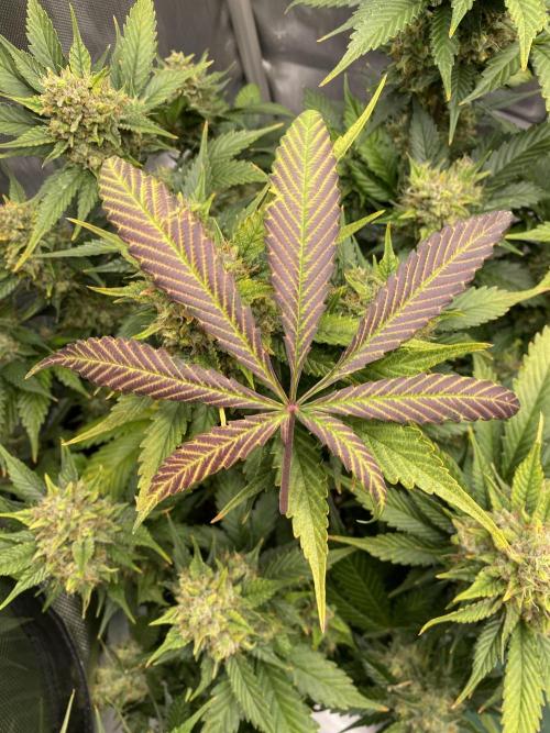 Papaya Cookies. Week 11