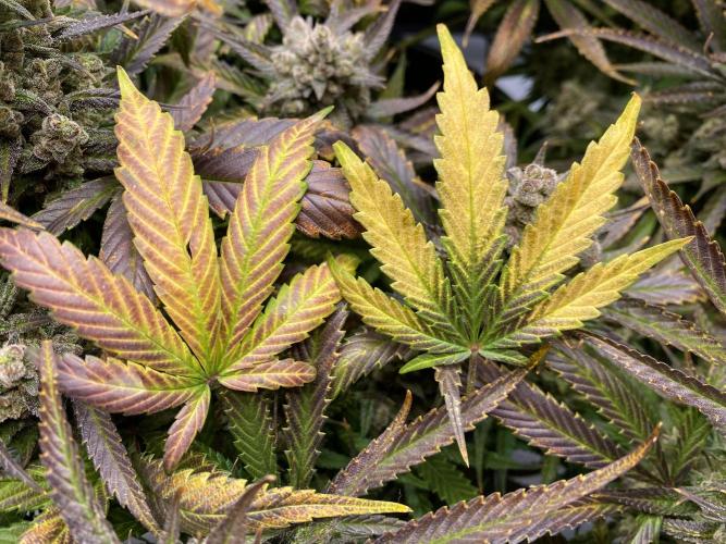 Papaya Cookies. Week 11