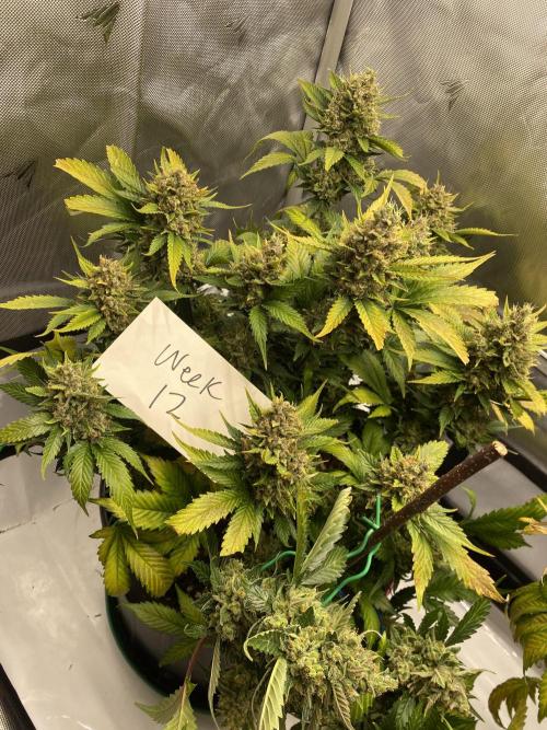 Papaya Cookies. Week 12