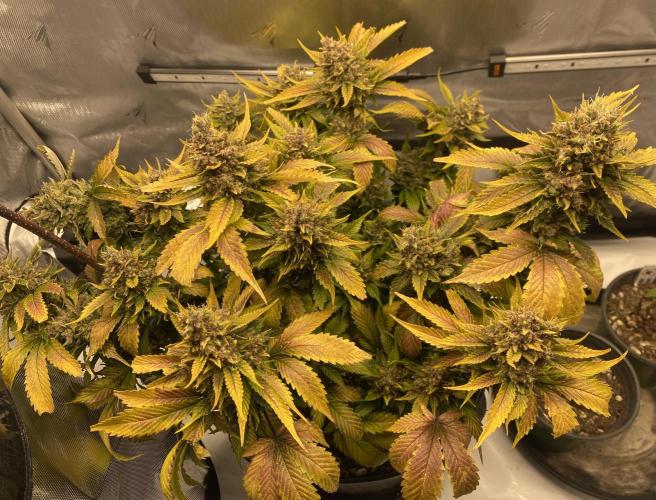 Papaya Cookies. Week 12