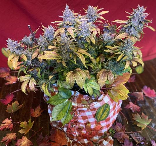 Papaya Cookies. Week 13