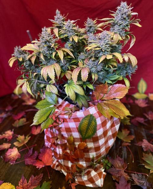 Papaya Cookies. Week 13