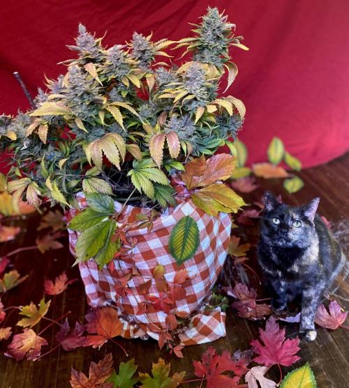 Papaya Cookies. Week 13 - Cat for scale.  It’s actually a pretty big plant even though it’s not very tall.