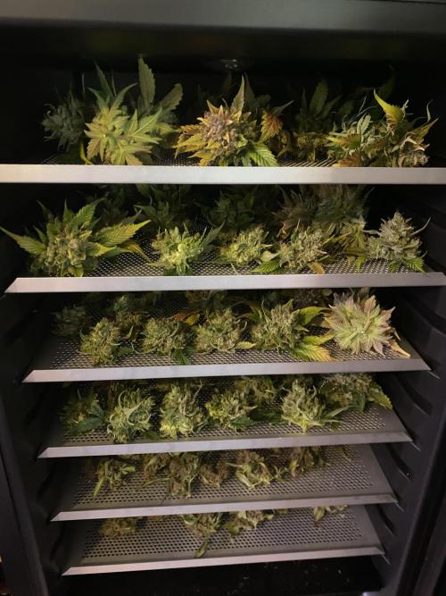 Papaya Cookies. Week 13