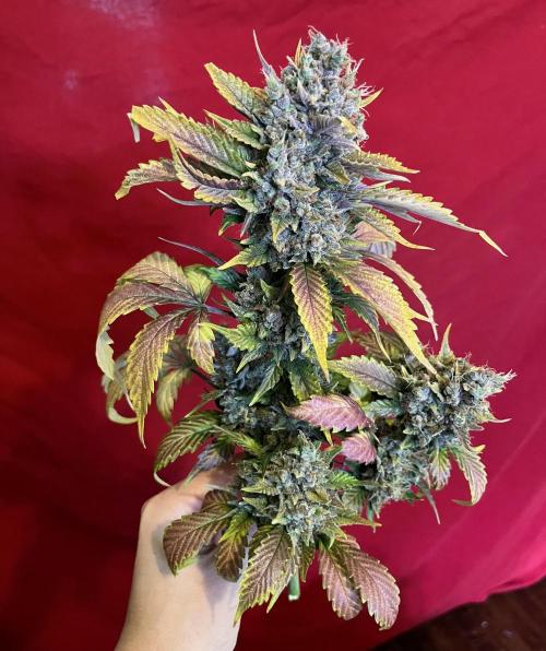 Papaya Cookies. Week 13