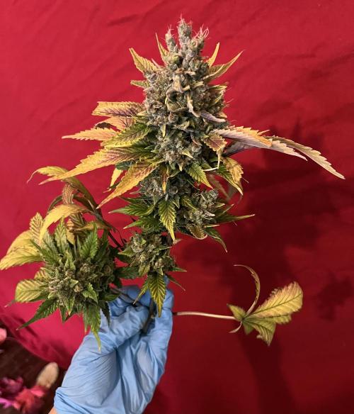 Papaya Cookies. Week 13