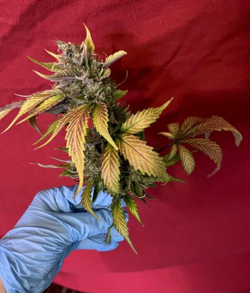 Papaya Cookies. Week 13