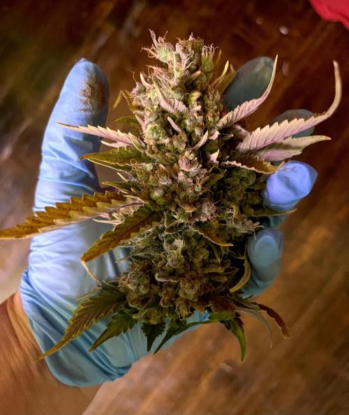 Papaya Cookies. Week 13