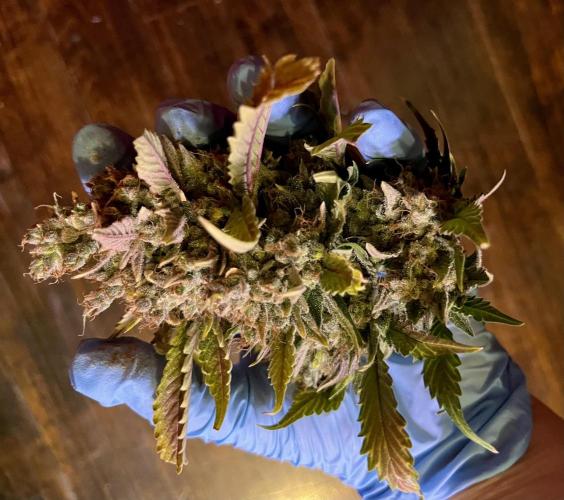 Papaya Cookies. Week 13