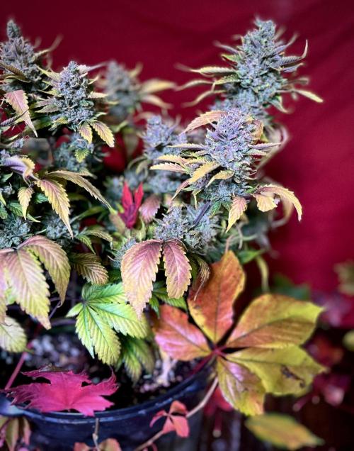 Papaya Cookies. Week 13