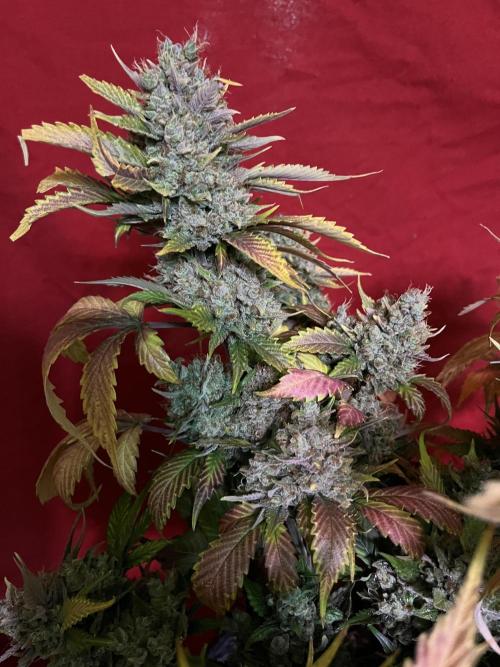 Papaya Cookies. Week 13