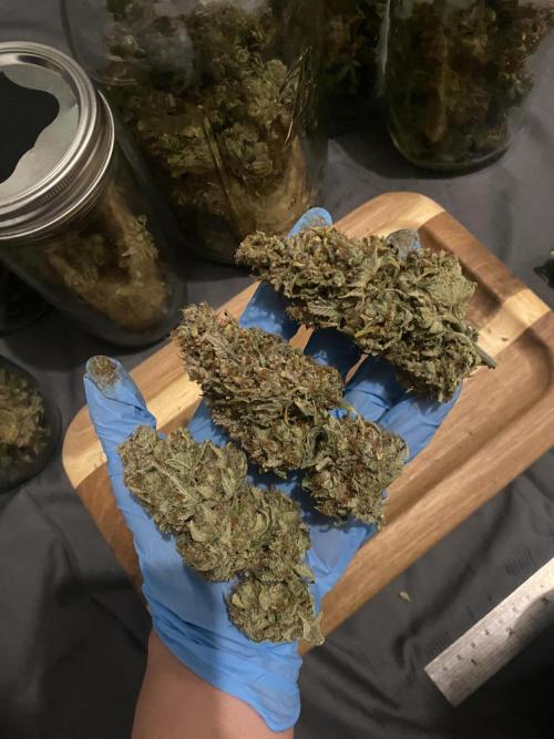 Papaya Cookies. Week 13