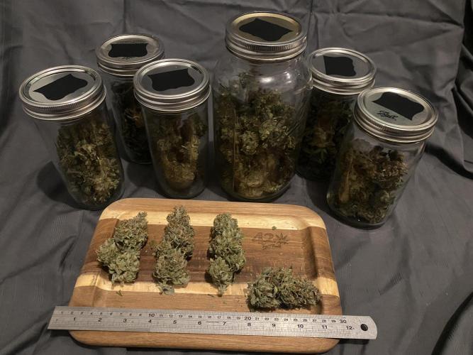 Papaya Cookies. Week 13