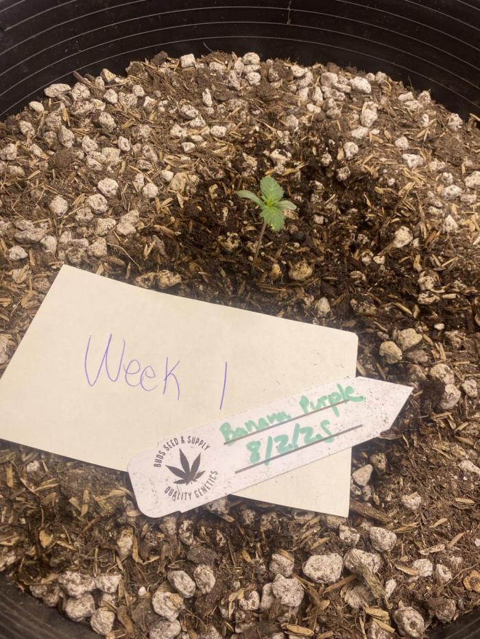 Banana Purple Punch. Week 1