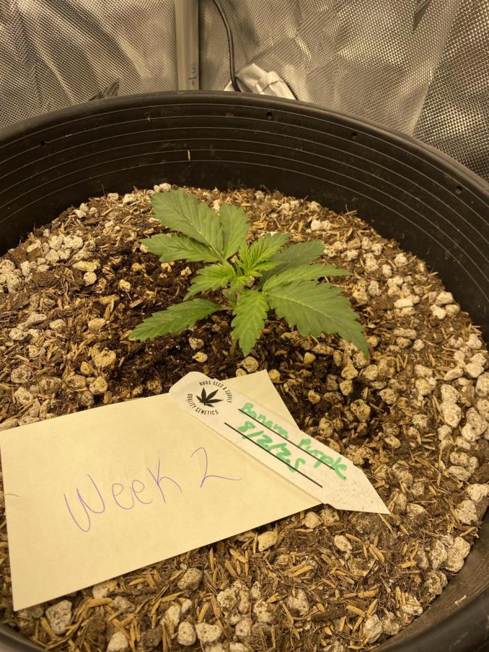 Banana Purple Punch. Week 2