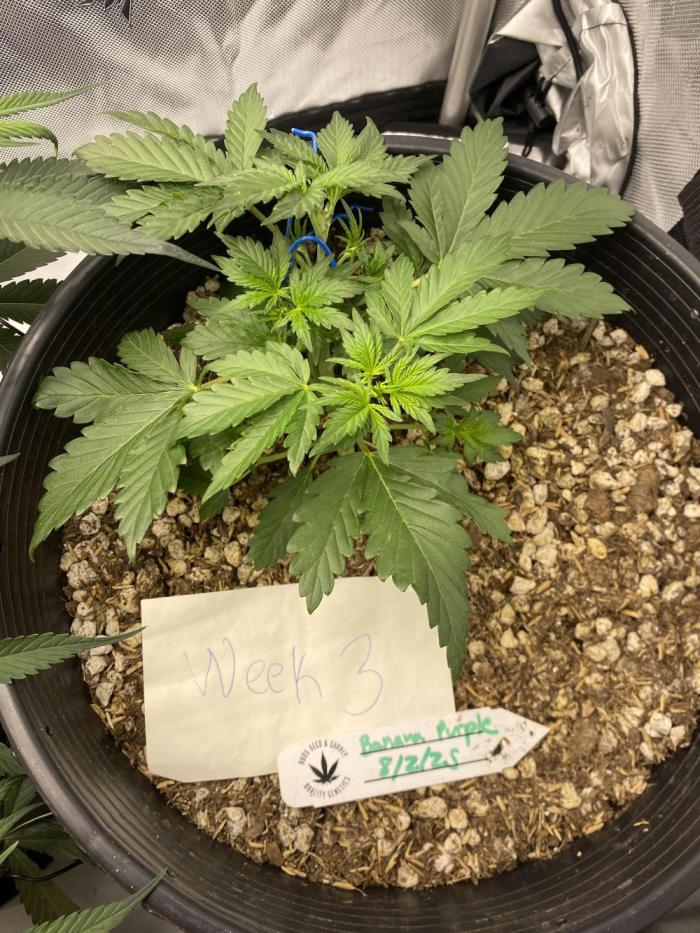 Banana Purple Punch. Week 3