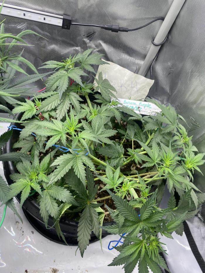 Banana Purple Punch. Week 4