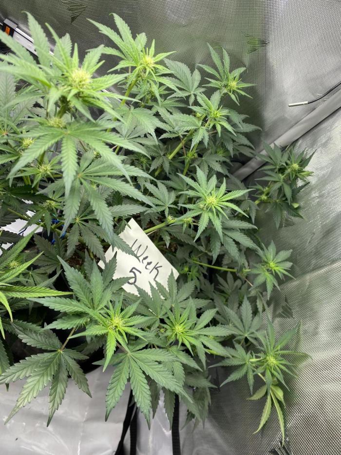 Banana Purple Punch. Week 5