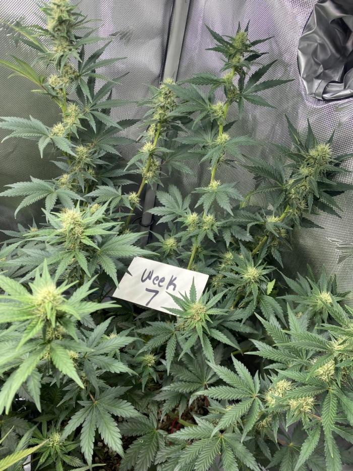 Banana Purple Punch. Week 7