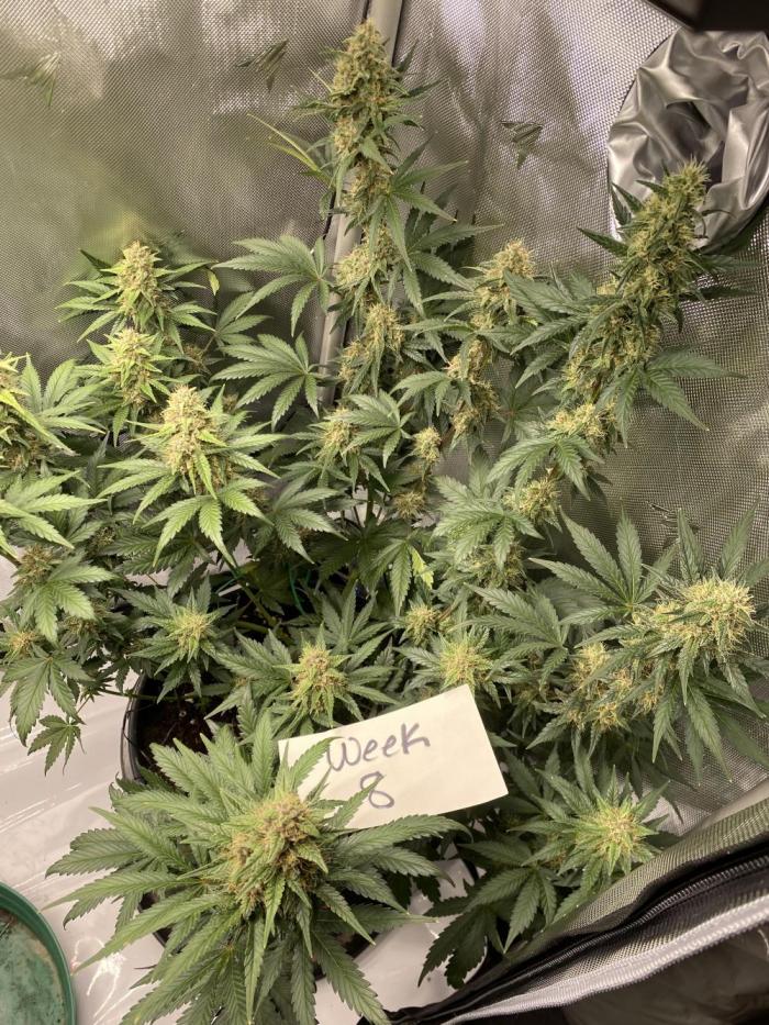 Banana Purple Punch. Week 8