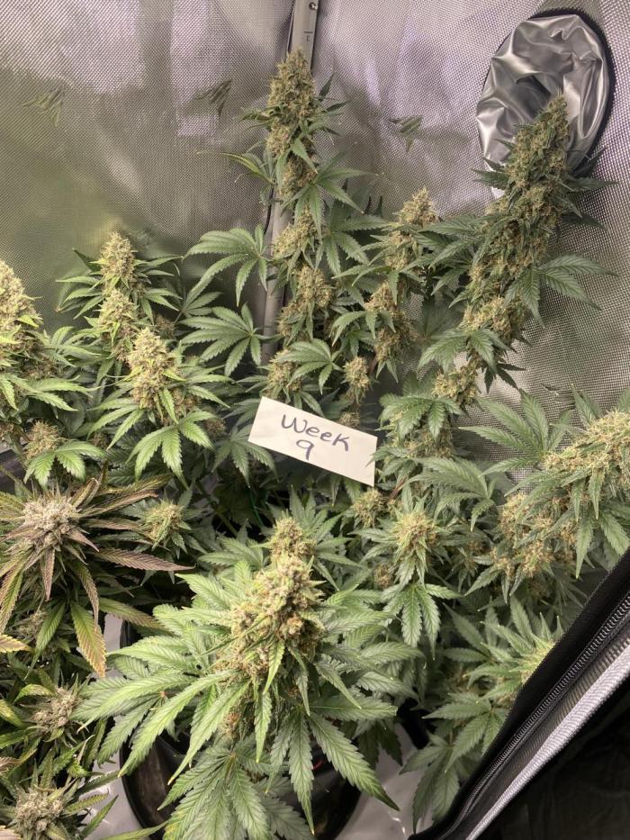 Banana Purple Punch. Week 9