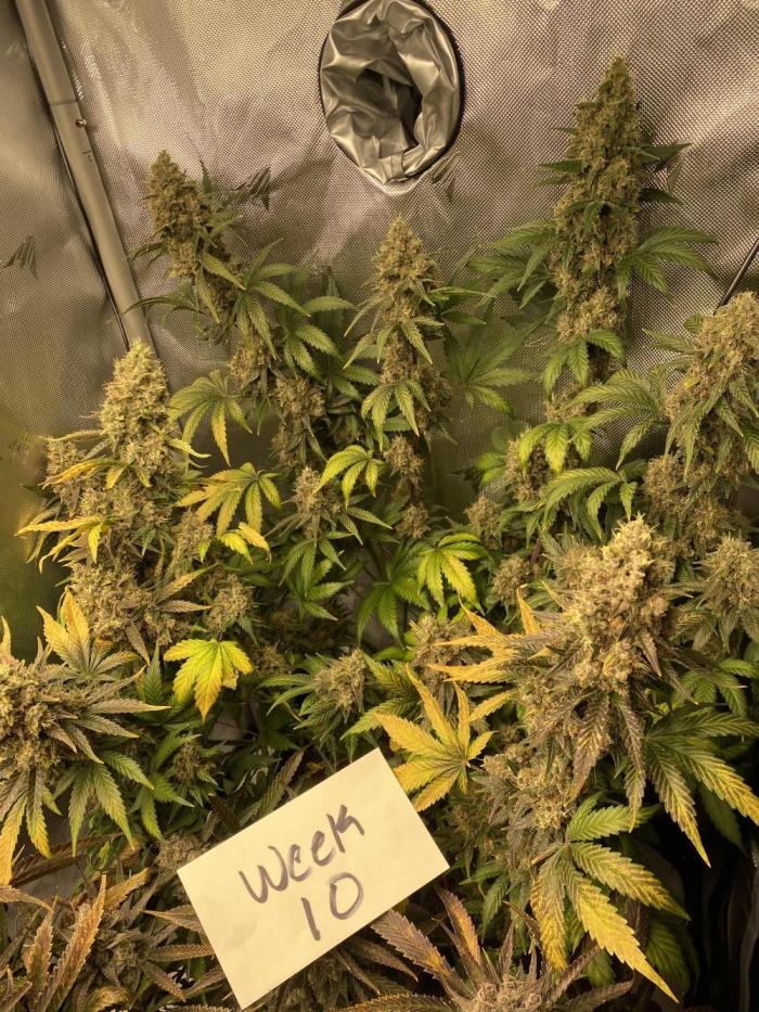 Banana Purple Punch. Week 10