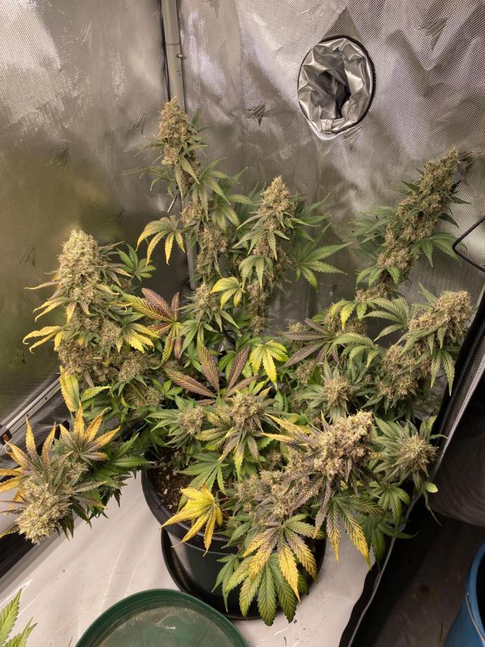 Banana Purple Punch. Week 11