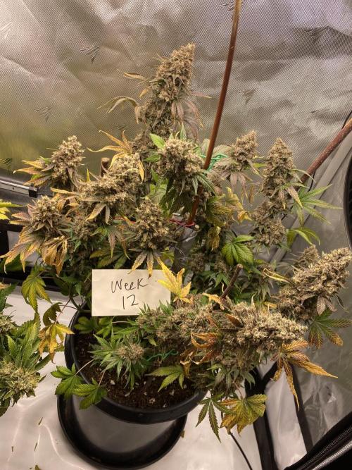 Banana Purple Punch. Week 12