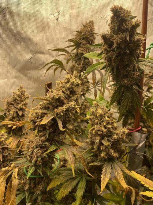 Banana Purple Punch. Week 12