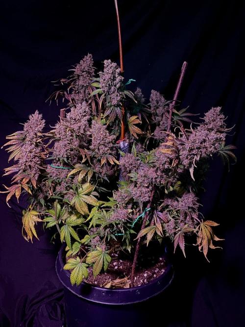 Banana Purple Punch. Week 13