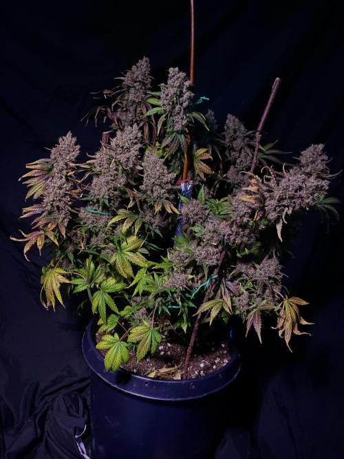 Banana Purple Punch. Week 13