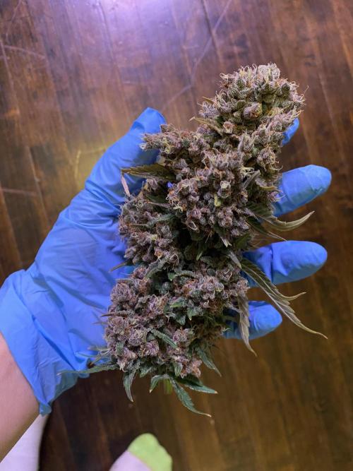 Banana Purple Punch. Week 13