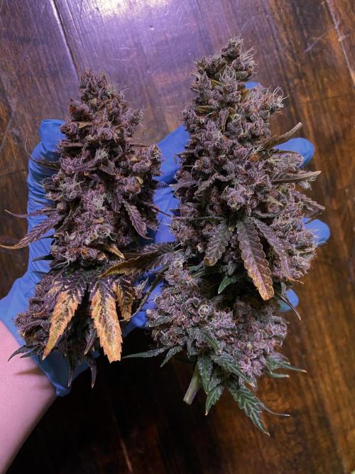 Banana Purple Punch. Week 13