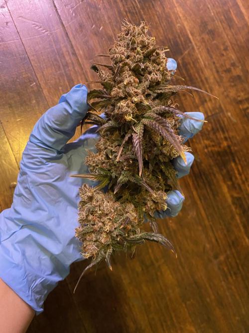 Banana Purple Punch. Week 13