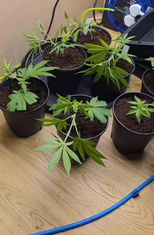 Runtz pheno hunt