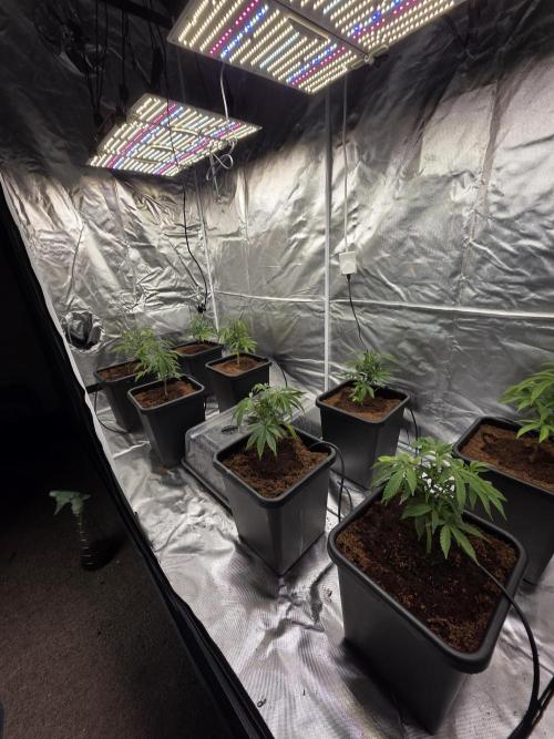 Slapz. Week 3 - 2x1 8 slapz