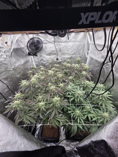 Slapz. Week 12