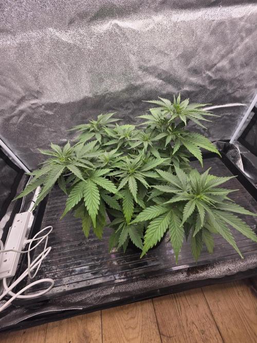 Organic multi strain. Week 4 - Zkittles